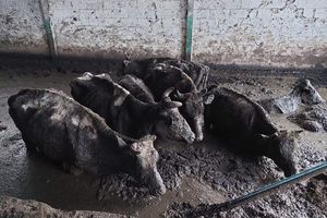 Rolnicy z Kwika skazali krowy na męczarnie. Teraz skaże ich sąd