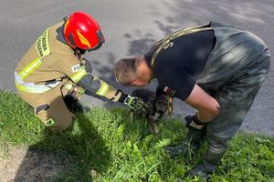 Braniewo: Pies wpadł do kanału wodnego. Z pomocą ruszyli strażacy