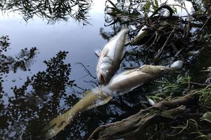 Niemcy: martwe ryby w kolejnej rzece.