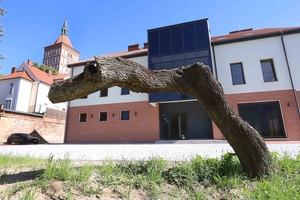 Drzewo, które stoi przed katedrą w Olsztynie, straszy. Dlaczego?