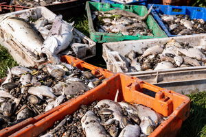 Co może być przyczyną śmierci ryb w Odrze? Niemieccy naukowcy mają nową tezę. 