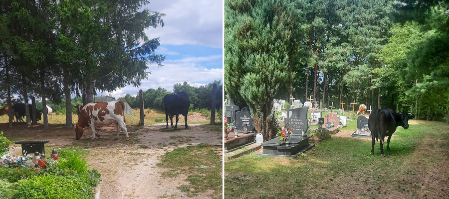 krowy wędrowały po cmentarzu w Bartoszycach