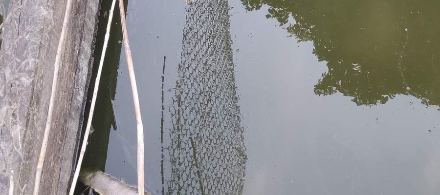 Śnięte ryby w Kwiecewie (powiat olsztyński)