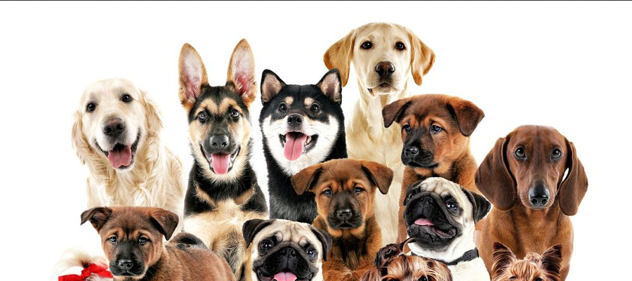 26 sierpnia to Międzynarodowy Dzień Psa