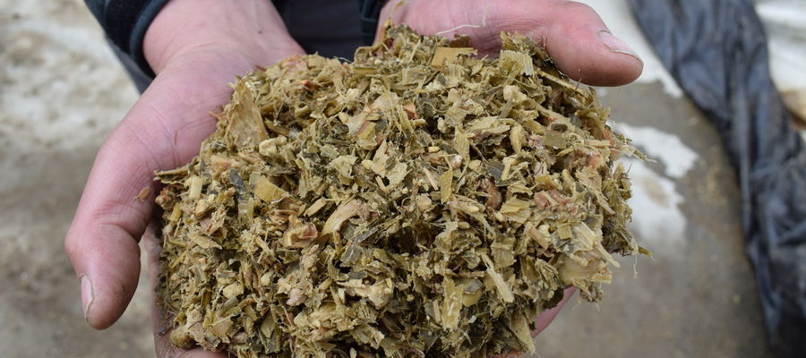 Przeciętna dieta krowy mlecznej w Polsce składa się w 40 proc. z kiszonki z kukurydzy, dlatego hodowcy robią wszytko, żeby wyprodukować kiszonkę o jak najlepszych parametrach