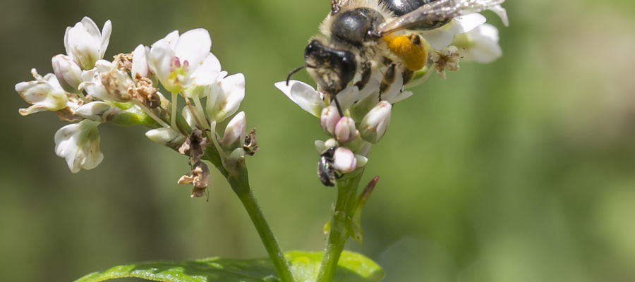 Pszczolinka pospolita 