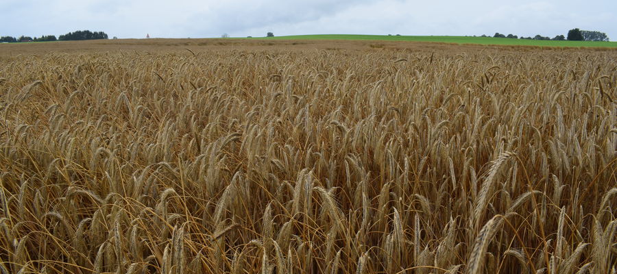 Warto wspomnieć, że najlepsze mieszańce plonowały w badaniach COBORU ponad 20 proc. wyżej w stosunku do wzorca, wzorcem w 2021 r. była średnia plonowania 12 odmian populacyjnych