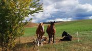 Niesamowity krzyż, w który wrosły drzewa