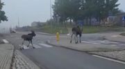 Uwaga na łosie i inne dzikie zwierzęta! Mogą nagle pojawić się na naszej drodze [VIDEO]