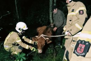 Strażacy wyciągnęli z bagna krowę