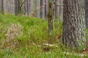 Lasy Państwowe stoją na straży polskiej przyrody i całego jej dobrostanu. 
