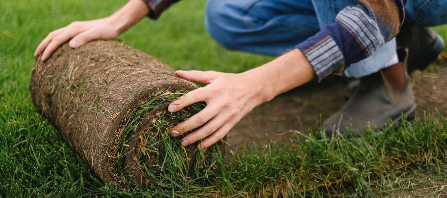 Mężczyzna rozwija trawnik z rolki na glebę przygotowaną za pomocą glebogryzarki