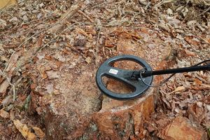 W miejscu wycinki drzew ktoś wkręcił metalowe pręty w pnie. Sabotaż prac w lesie pod Olsztynem