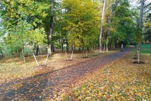 Pracownicy Zarządu Zieleni Miejskiej w Elblągu posadzili 160 drzew