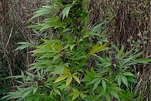 Zatrzymali przestępcę, który hodował dwa krzewy konopi i suszył prawie pół kilograma marihuany
