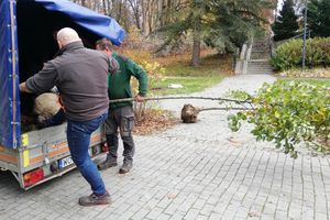 Prosto z ulicy: Olsztyn zazielenia się jesienią. Kolejne nasadzenia drzew w mieście