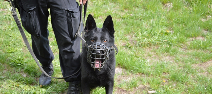 Policyjny pies Vader z KPP w Ełku