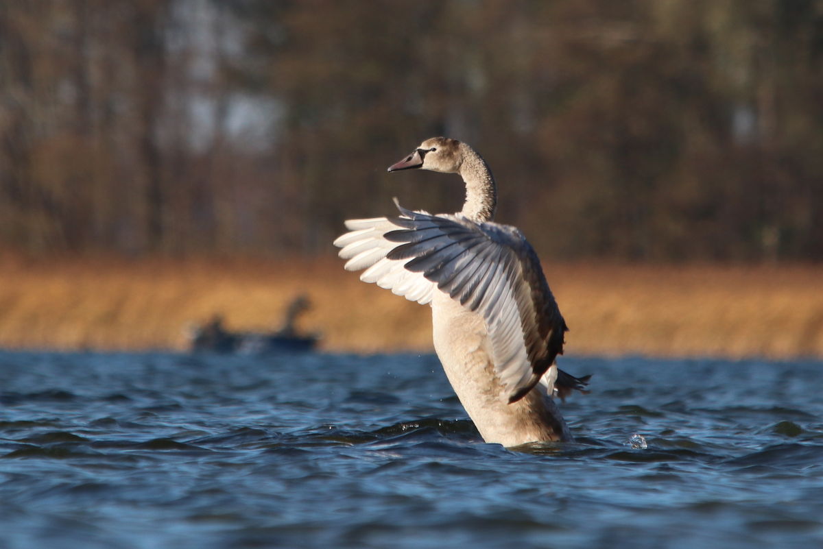 Łabędź niemy