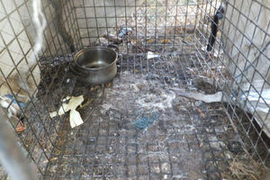 Wolontariusze z OTOZ Animals Barczewo przekazali psy do schroniska. Gmina Bisztynek odmówiła czasowego odebrania ich właścicielowi [GALERIA]