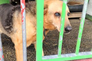Sunia Tina, psia staruszka czeka na adopcję w iławskim Schronisku