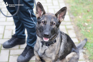 Nowy psi funkcjonariusz w olsztyńskiej Izbie Administracji Skarbowej dołączył do ekipy