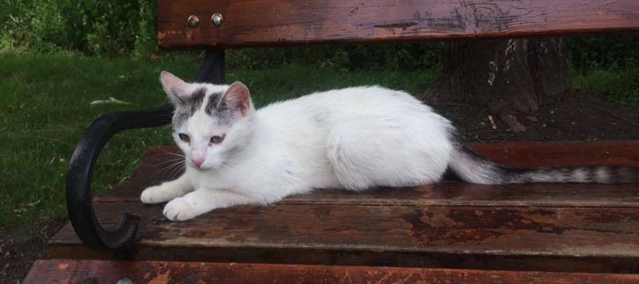 Giżyckie Stowarzyszenie Brat Kot wspólnie z wolontariuszami opiekuje się bezdomnymi kotami w mieście