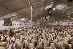 Wraca zagrożenie ptasią grypą w woj. warmińsko-mazurskim. 9 powiatów objętych obostrzeniami