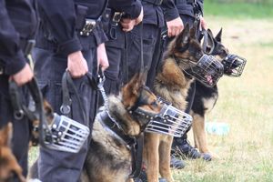Policja z Olsztyna nie płaciła za wyżywienie psów policyjnych? Skontaktował się z nami ich opiekun