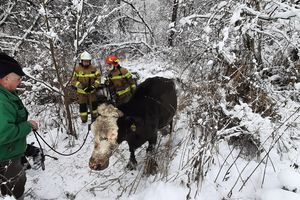 Strażacy uratowali krowę, która utknęła po szyję w bagnie w Ledze