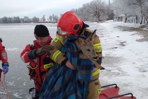 Strażacy uratowali sarnę z pokrytego lodem Kisajna
