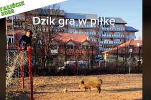 To czytaliście w 2022: Dzik z Olsztyna ponownie stał się gwiazdą internetu [VIDEO]