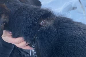 Interwencja OTOZ Animals Braniewo. Pies na łańcuchu, który wrzynał mu się w skórę [ZDJĘCIA]