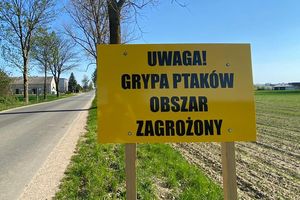 Wraca zagrożenie ptasią grypą. Ostrzeżenie także dla powiatu ostródzkiego