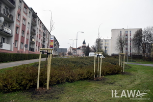 Sadzimy 200 młodych drzew w Iławie. Stawiamy na zieleń w mieście!