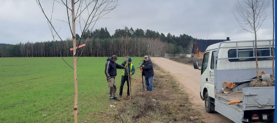 Akcja nasadzeń drzew w gminie Kurzętnik