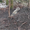 W lesie odnaleziono rannego wilka, schwytanego we wnyki. Kłusownikowi grozi surowa kara