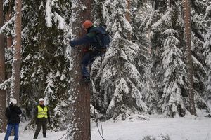 Alpiniści zbierają szyszki z okazałych sosen w Puszczy Piskiej. W lasach regionu rozpoczęło się szyszkobranie