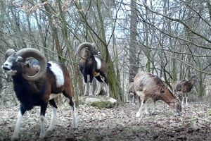 Muflony zadomowiły się na Wzgórzach Dylewskich 