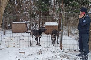 Gmina Frombork: Dwa psy mieszkały na opuszczonej posesji. Nie miały dostępu do jedzenia i wody. Czy właściciel za to odpowie?
