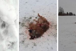 Wilki zaatakowały psa w gminie Jonkowo. Bonek nie miał szans [ZDJĘCIA]