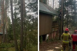 PILNE: Tragiczna śmierć w powiecie olsztyńskim. Martwy mężczyzna na uprzęży alpinistycznej wisiał na drzewie w Jedzbarku