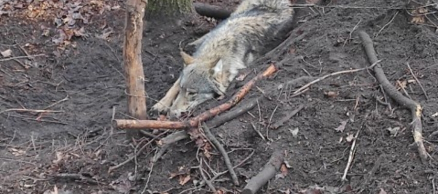W lesie, w pobliżu Adamowa odnaleziono rannego wilka