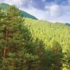 Fakty i mity o Lasach Państwowych