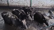 Ruszył proces rolników oskarżonych o znęcanie się nad stadem 90 krów