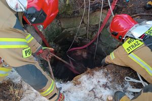 Klacz wpadła do studni w Sulimach (gmina Giżycko). Strażacy ruszyli jej na ratunek