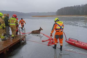 Nietypowa akcja strażaków na jeziorze Tabórz. Pod jeleniem załamał się lód