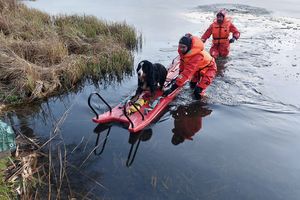 Pies utknął na lodzie na jeziorze Wymój. Na pomoc ruszyli strażacy