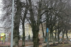 Szpalerem lip przez park Ireny Misztal?
