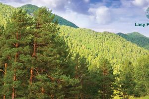 Fakty i mity o Lasach Państwowych