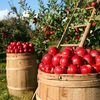 Jak usprawnić zbieranie jabłek za pomocą nowoczesnych maszyn?

